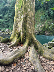 (c) Peter Quakenbush, some rights reserved (CC BY) Platanus mexicana, photograph (c) Peter Quakenbush, some rights reserved (CC BY)