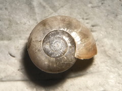 Glyphyalinia indentata