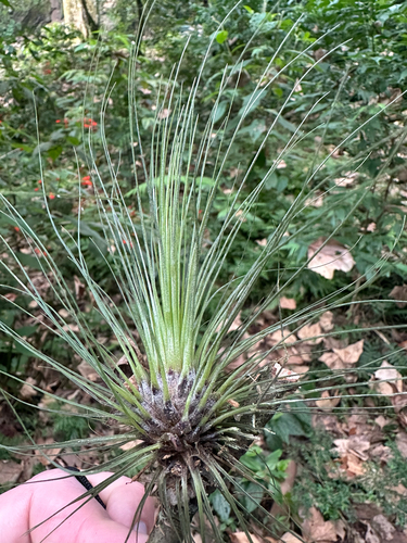 Tillandsia filifolia, photograph 1
