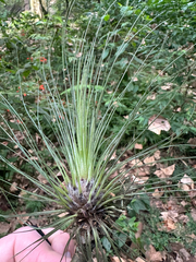 Tillandsia filifolia