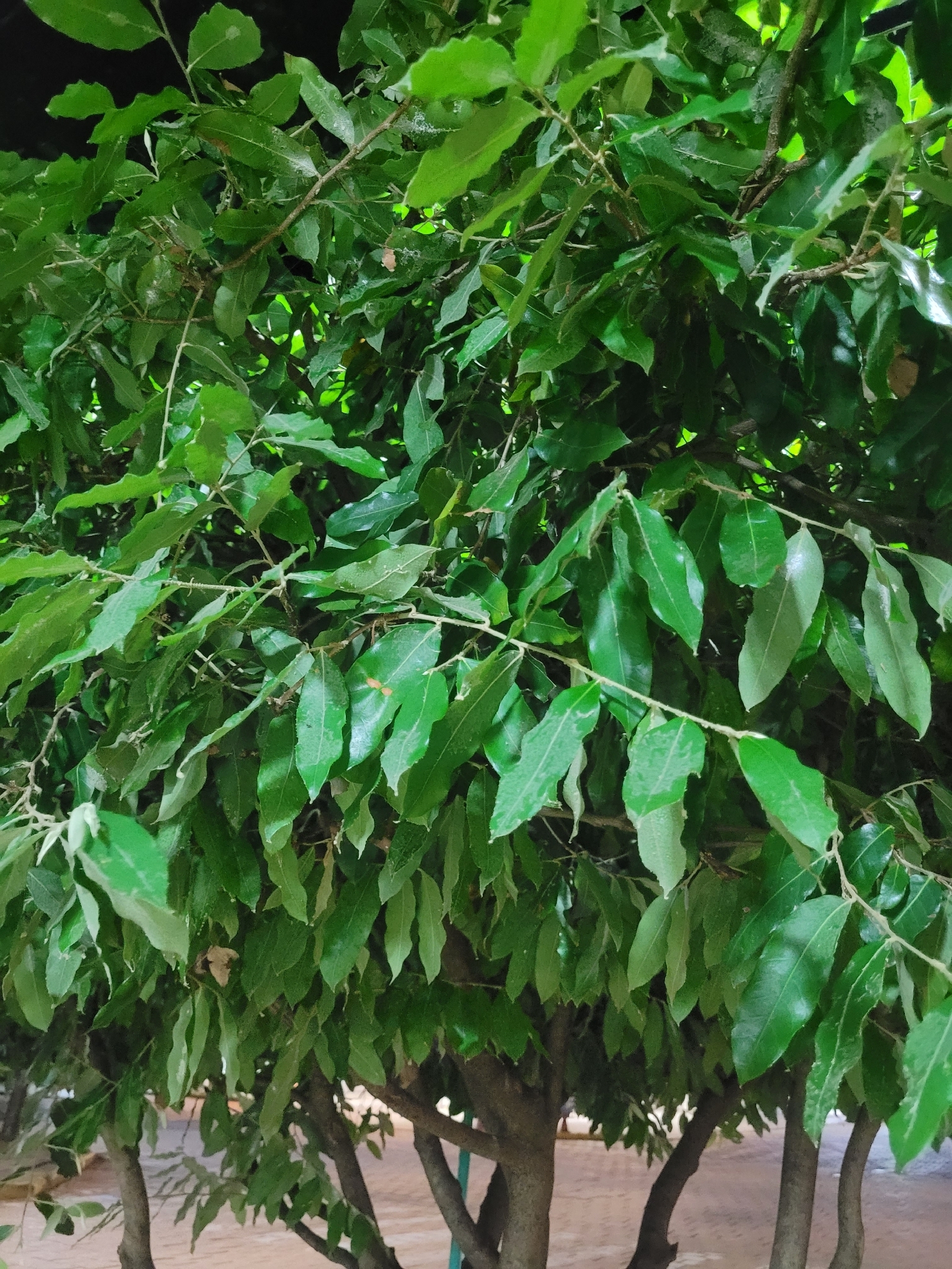 Moquilea tomentosa