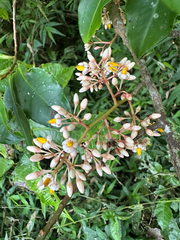 Ardisia compressa, photograph (c) Peter Quakenbush, some rights reserved (CC BY)