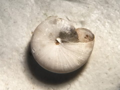 Glyphyalinia indentata