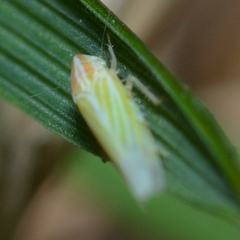 Dikraneura angustata