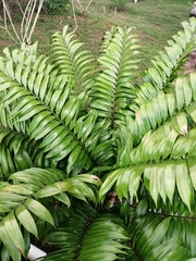 Zamia fairchildiana