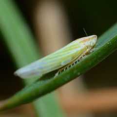 Dikraneura angustata