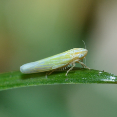 Dikraneura angustata