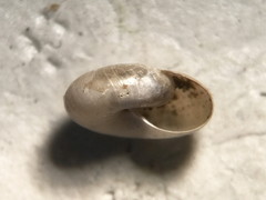 Glyphyalinia indentata