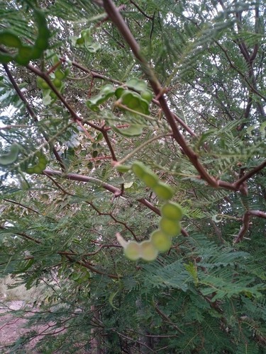 Vachellia aroma