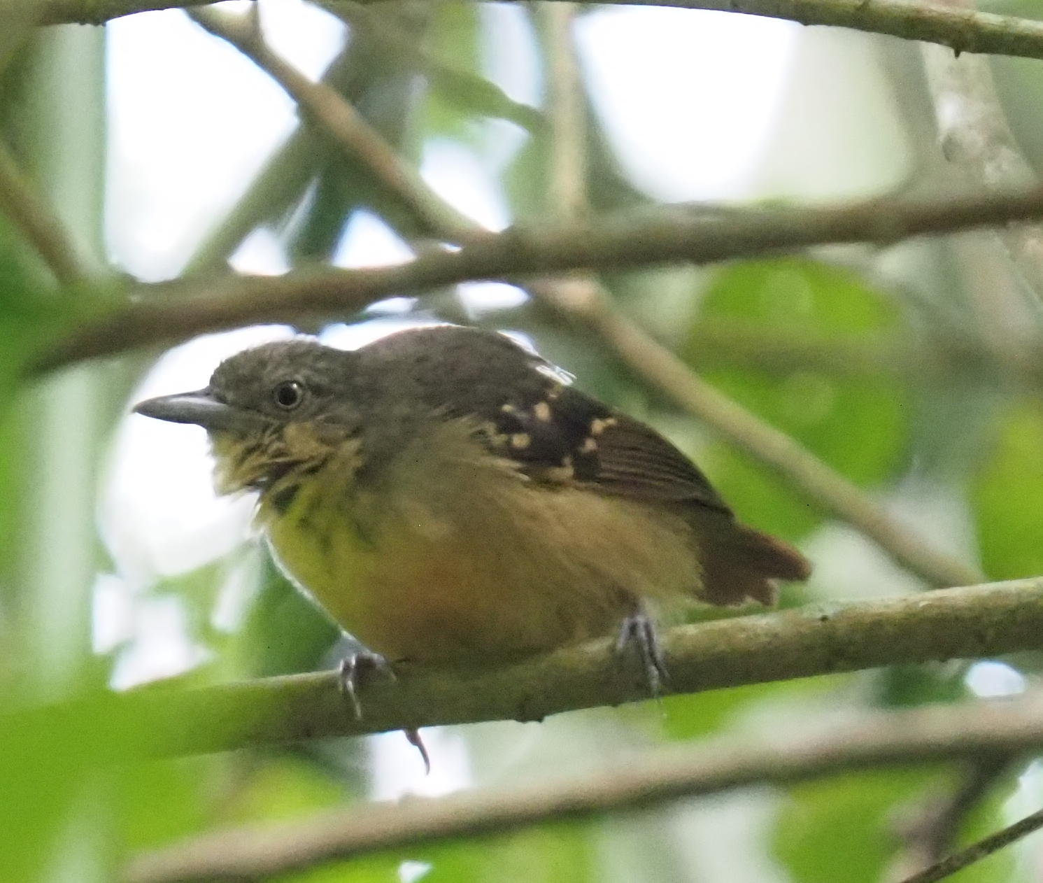 Checker-throated Stipplethroat (Epinecrophylla fulviventris), photo 3