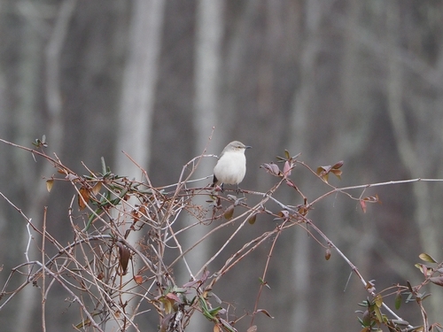 Northern Mockingbird
