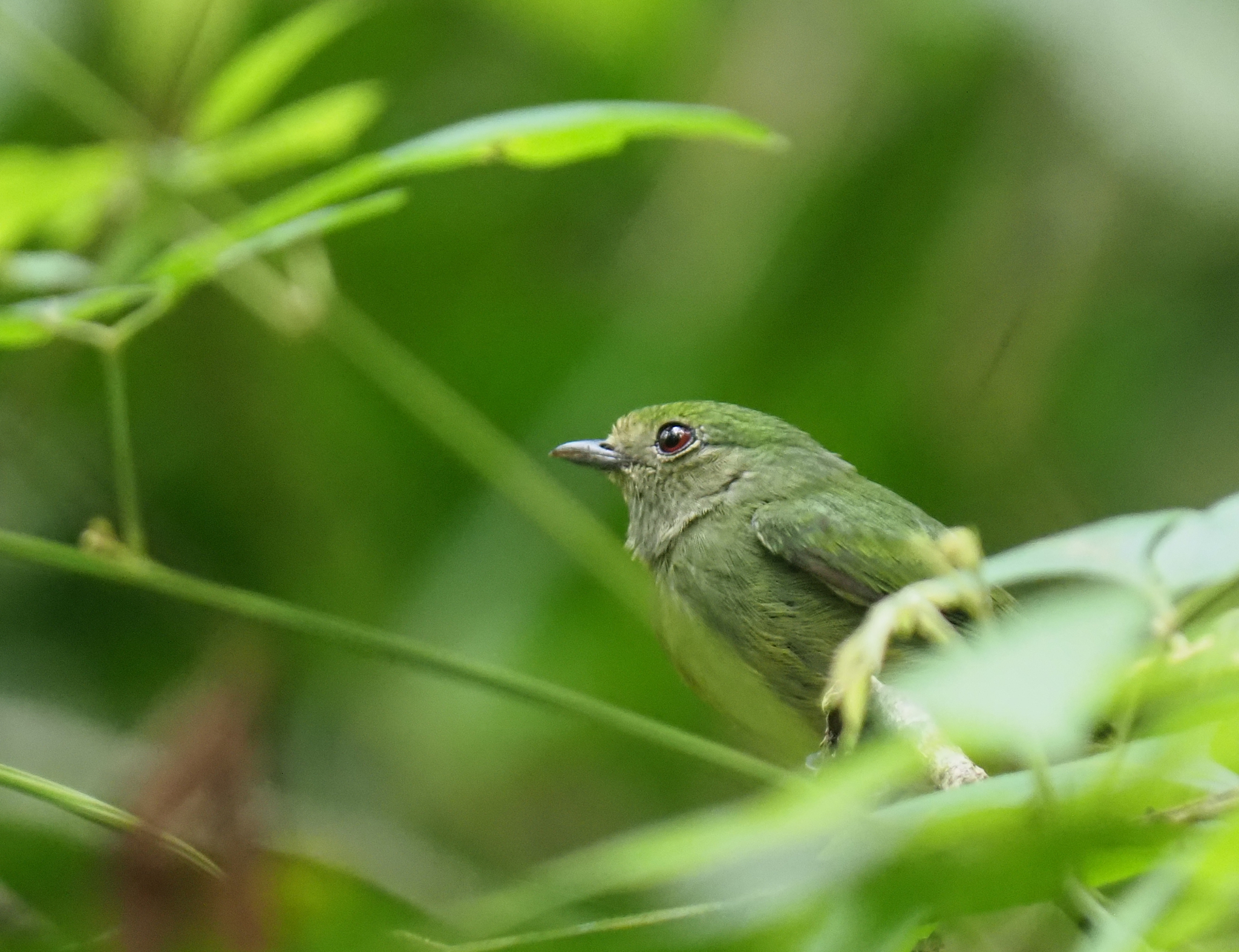 Blue-capped Manakin (Lepidothrix coronata), photo 1