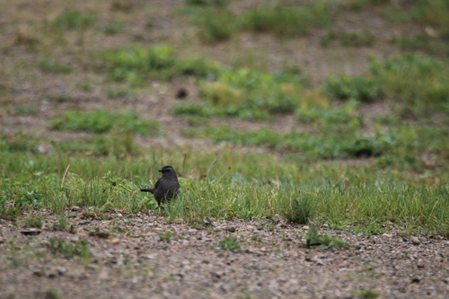 Gray Catbird photographed in South Dakota