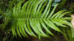 Blechnum triangularifolium