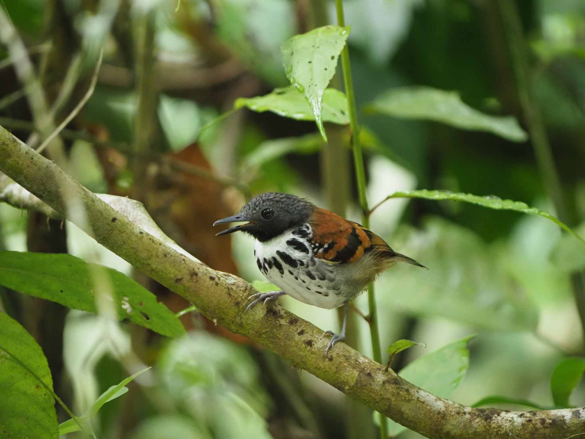 Spotted Antbird (Hylophylax naevioides), photo 2