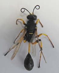 Sceliphron destillatorium