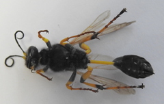 Sceliphron destillatorium