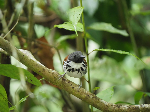 Spotted Antbird (Hylophylax naevioides)