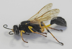 Sceliphron destillatorium