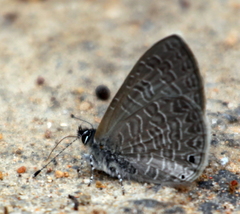 Pseudonacaduba sichela sichela