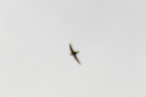 Lesser Antillean Swift (Chaetura martinica), photo 3