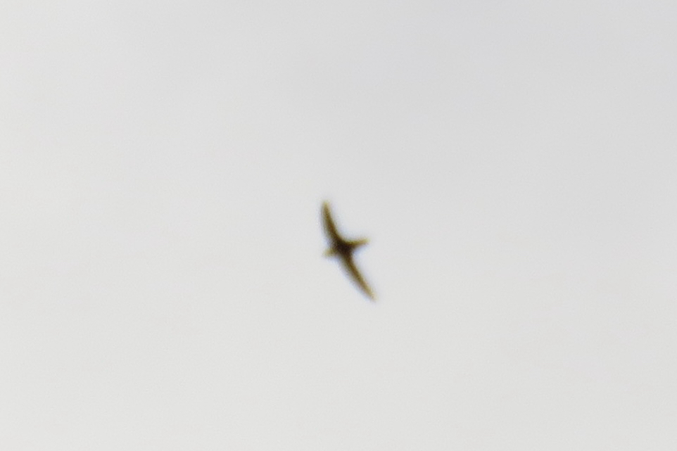 Lesser Antillean Swift (Chaetura martinica), photo 3