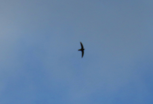 Lesser Antillean Swift (Chaetura martinica), photo 2