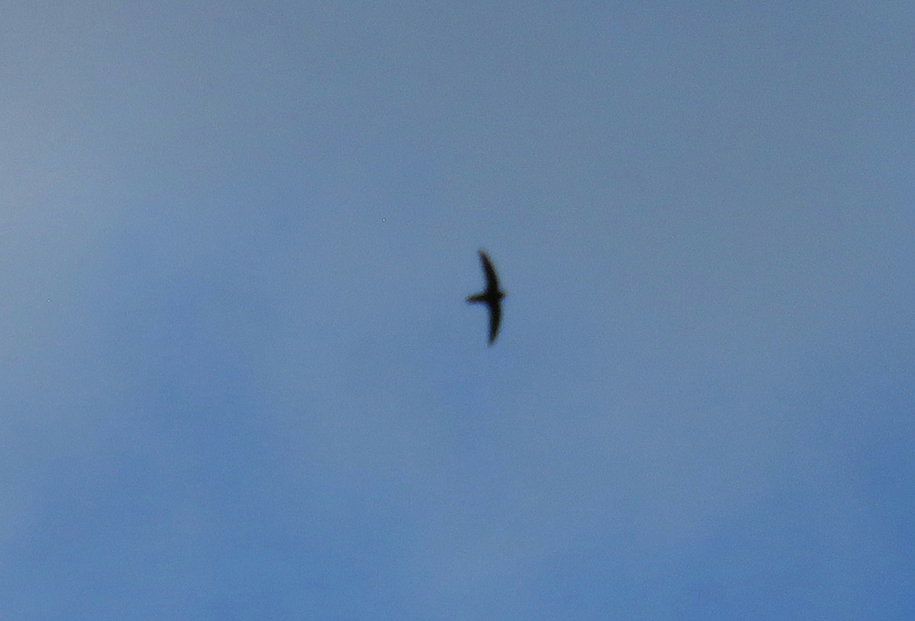 Lesser Antillean Swift (Chaetura martinica), photo 2