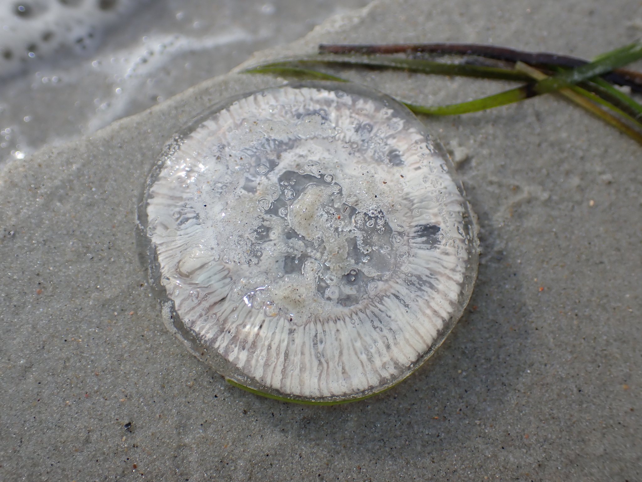 Rhacostoma atlanticum L.Agassiz, 1851