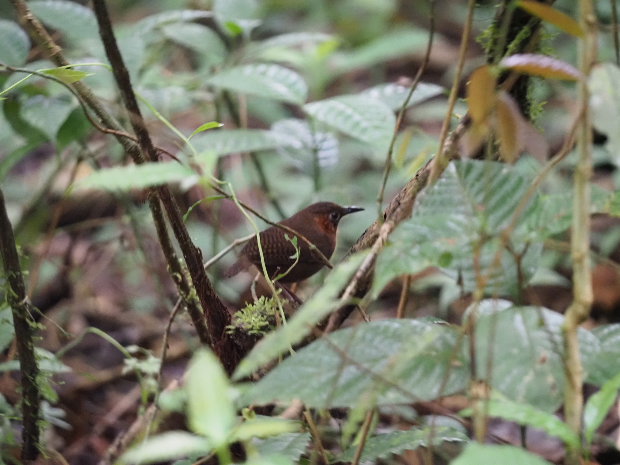 Song Wren (Cyphorhinus phaeocephalus), photo 1