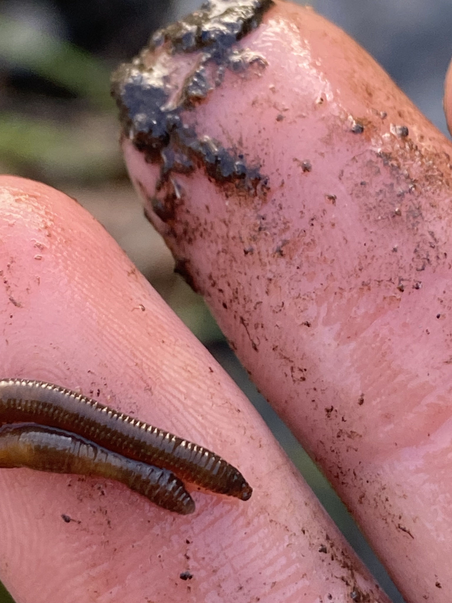 Eiseniella tetraedra (Savigny, 1826)