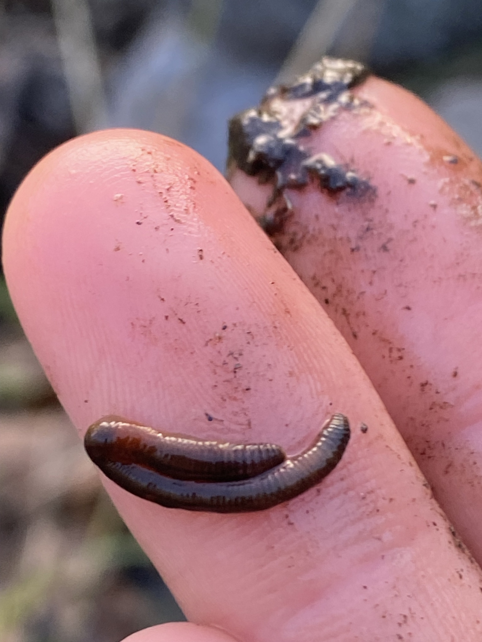 Eiseniella tetraedra (Savigny, 1826)