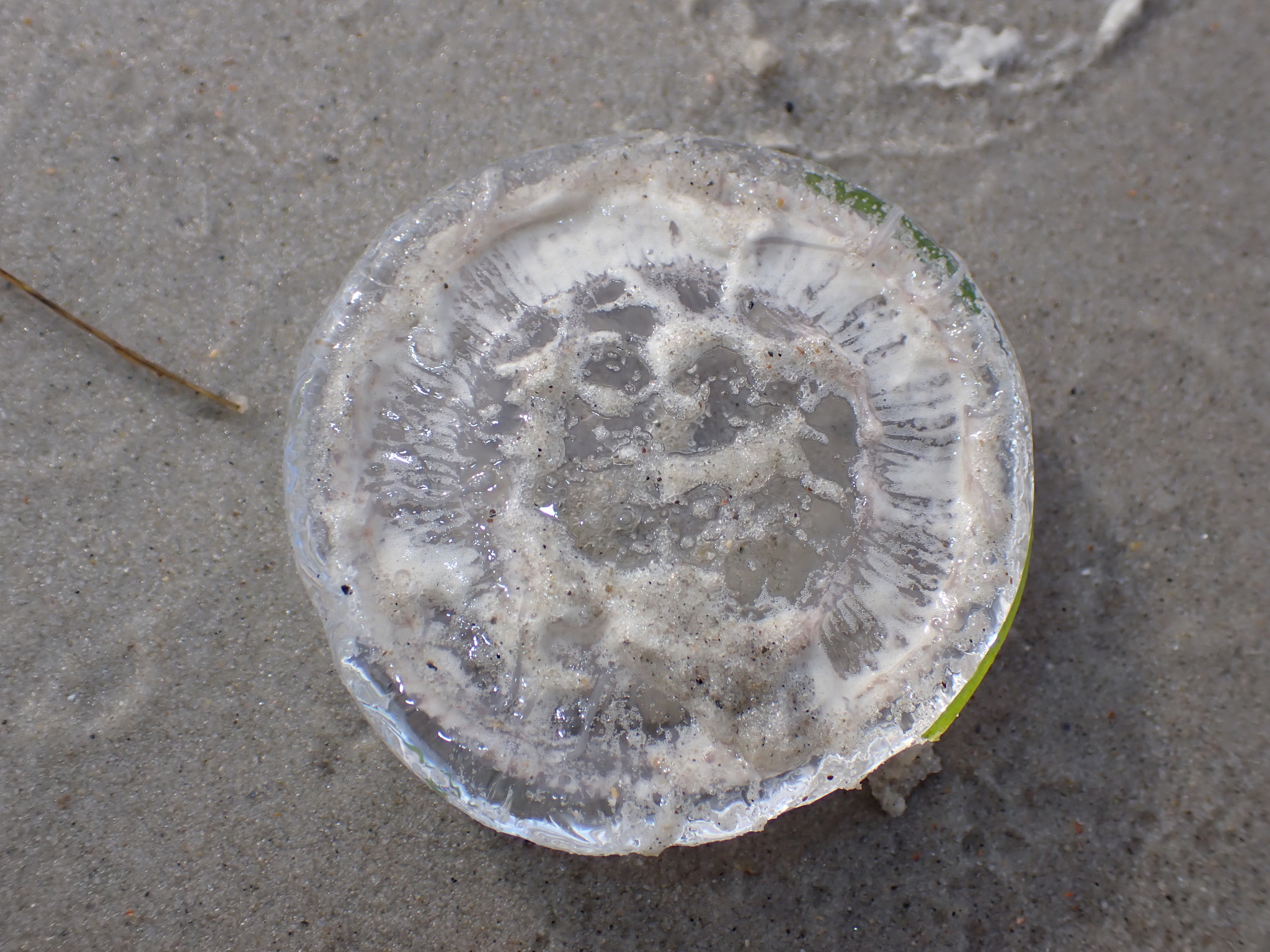 Rhacostoma atlanticum L.Agassiz, 1851