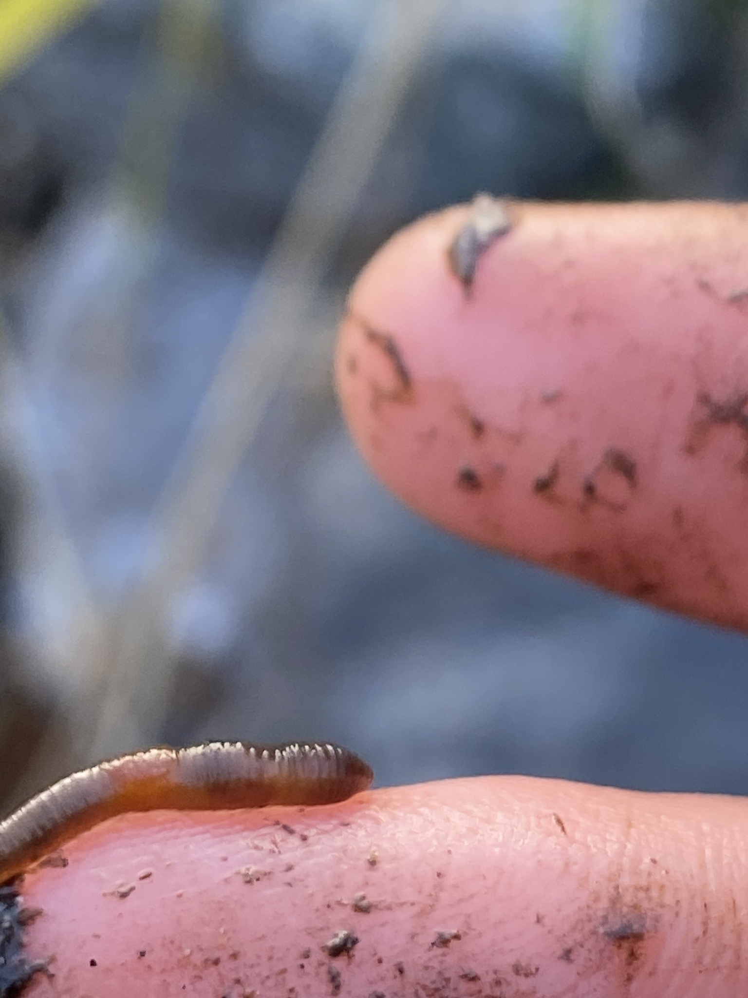 Eiseniella tetraedra (Savigny, 1826)