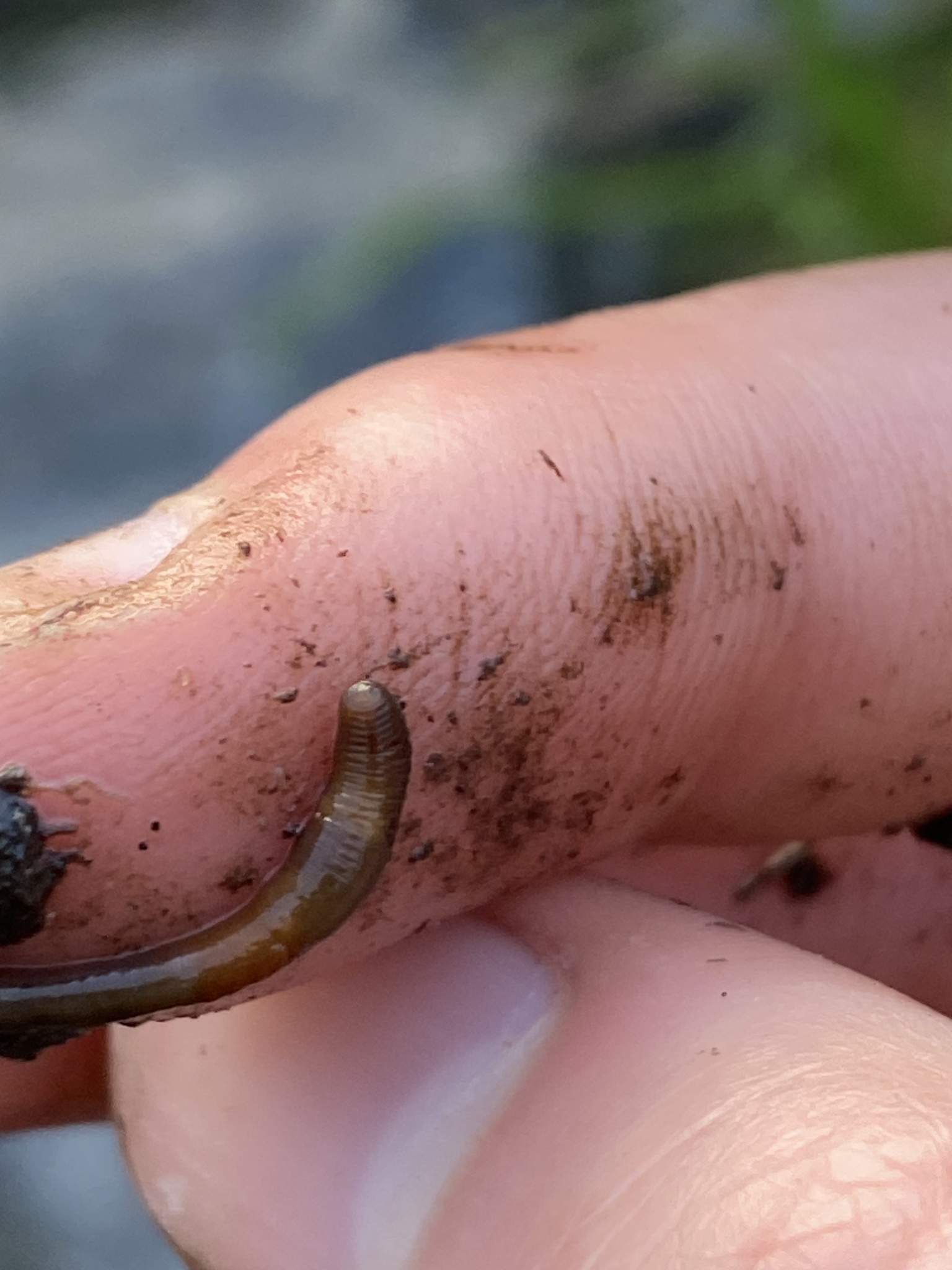 Eiseniella tetraedra (Savigny, 1826)