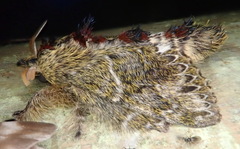 Euglyphis submarginalis