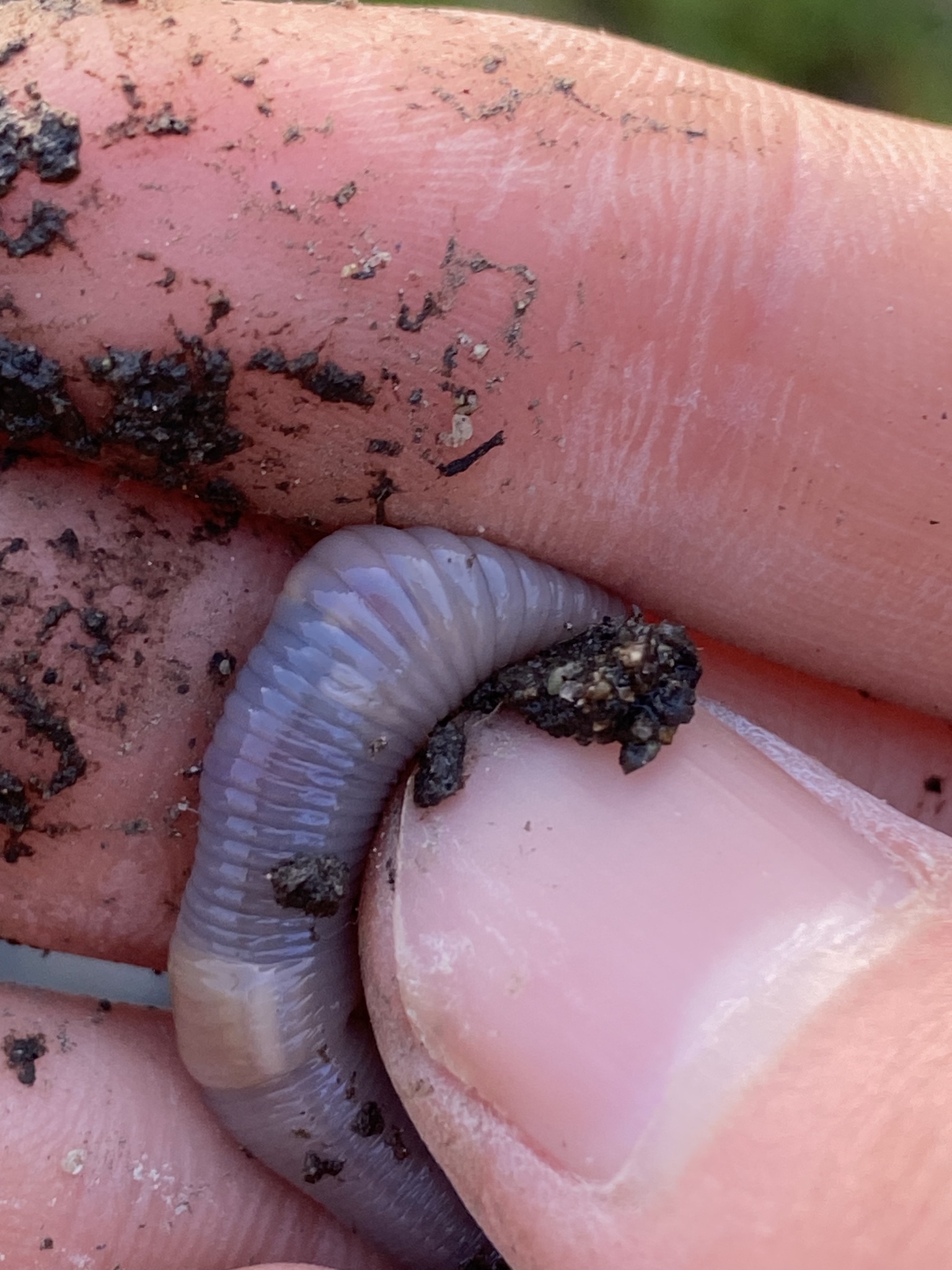 Octolasion cyaneum (Savigny, 1826)