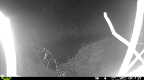 iNaturalist observation 2025-12-31