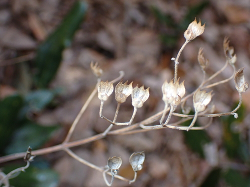 dune bluecurls (Trichostema nesophilum)