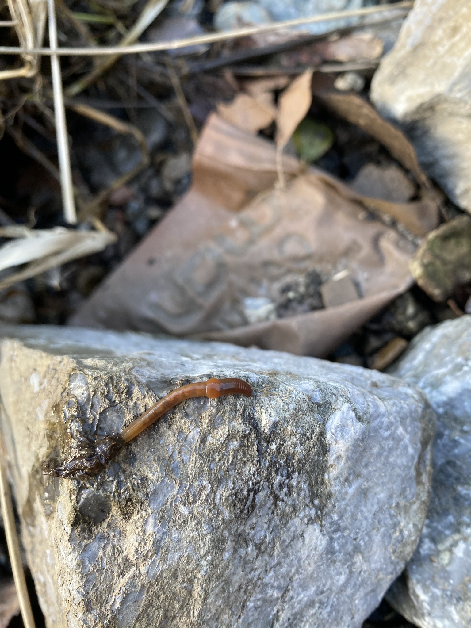 Eiseniella tetraedra (Savigny, 1826)
