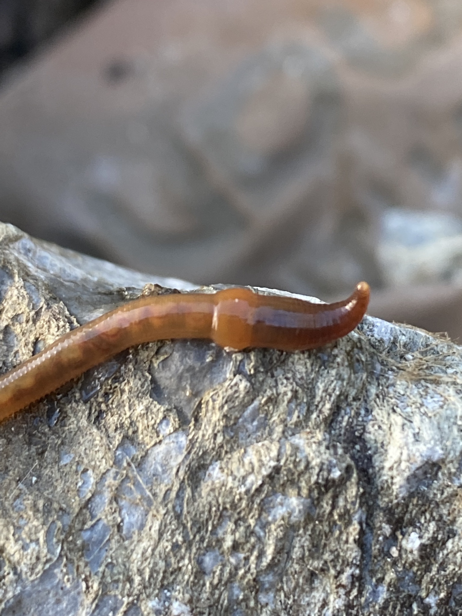 Eiseniella tetraedra (Savigny, 1826)