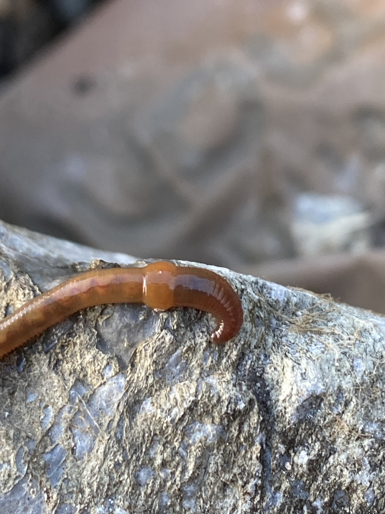 Eiseniella tetraedra (Savigny, 1826)
