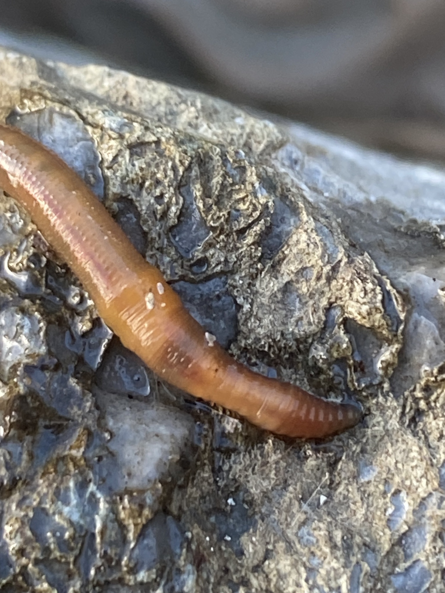 Eiseniella tetraedra (Savigny, 1826)