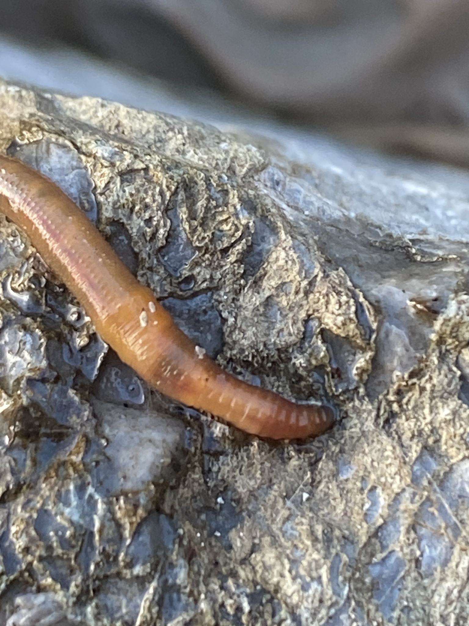 Eiseniella tetraedra (Savigny, 1826)