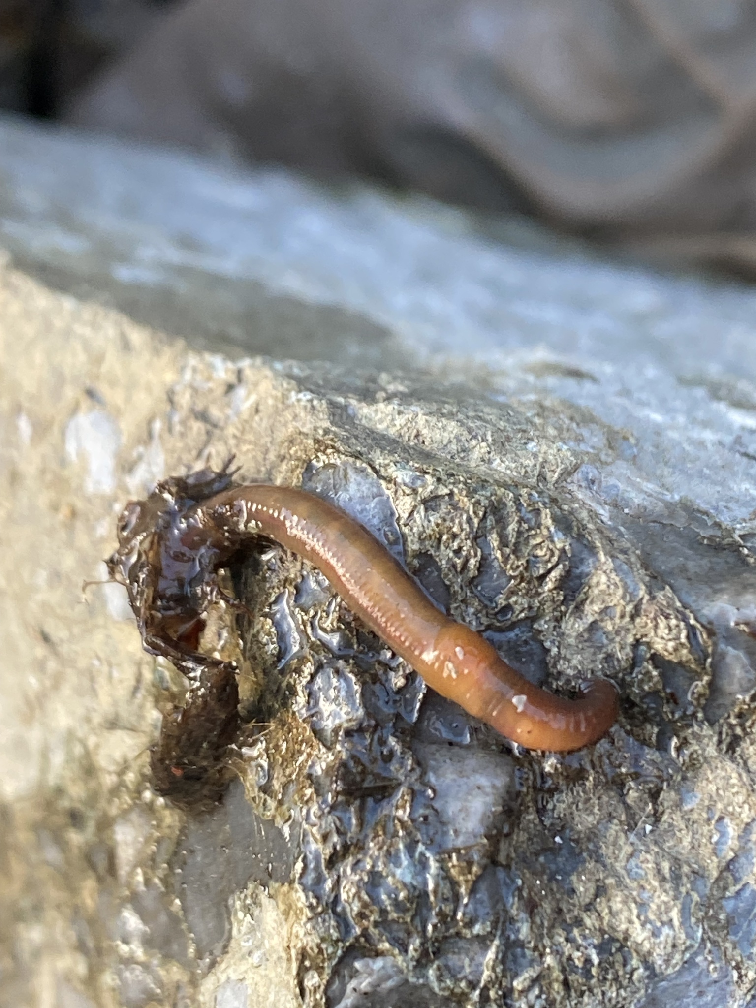 Eiseniella tetraedra (Savigny, 1826)