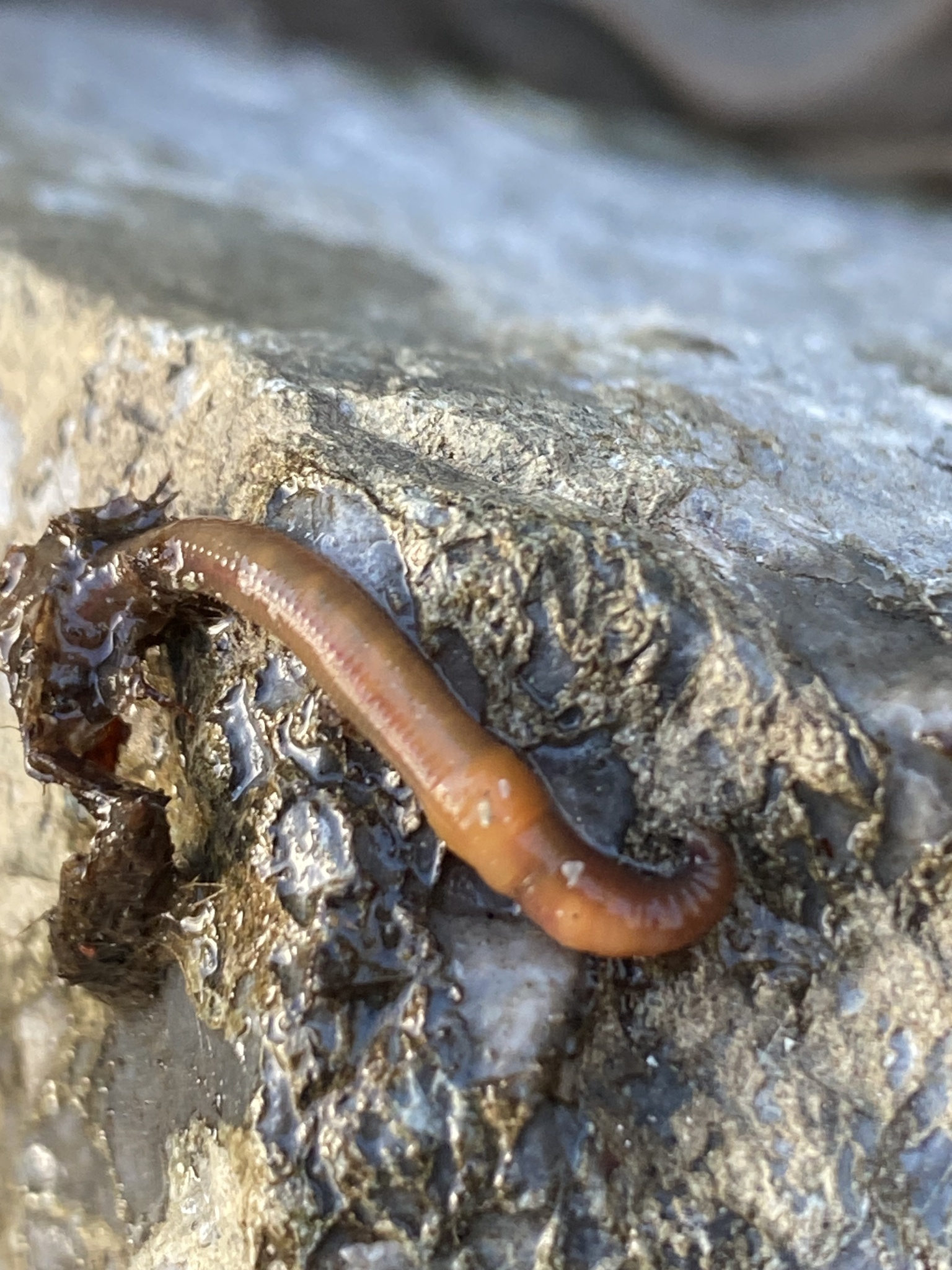 Eiseniella tetraedra (Savigny, 1826)