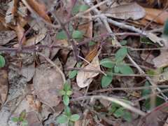 Trichostema nesophilum