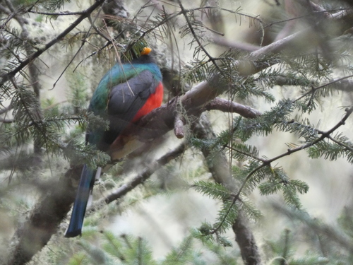 Mountain Trogon (Trogon mexicanus)