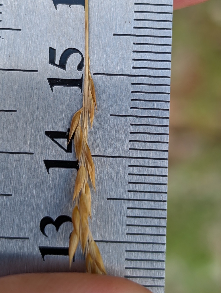 Pheidochloa