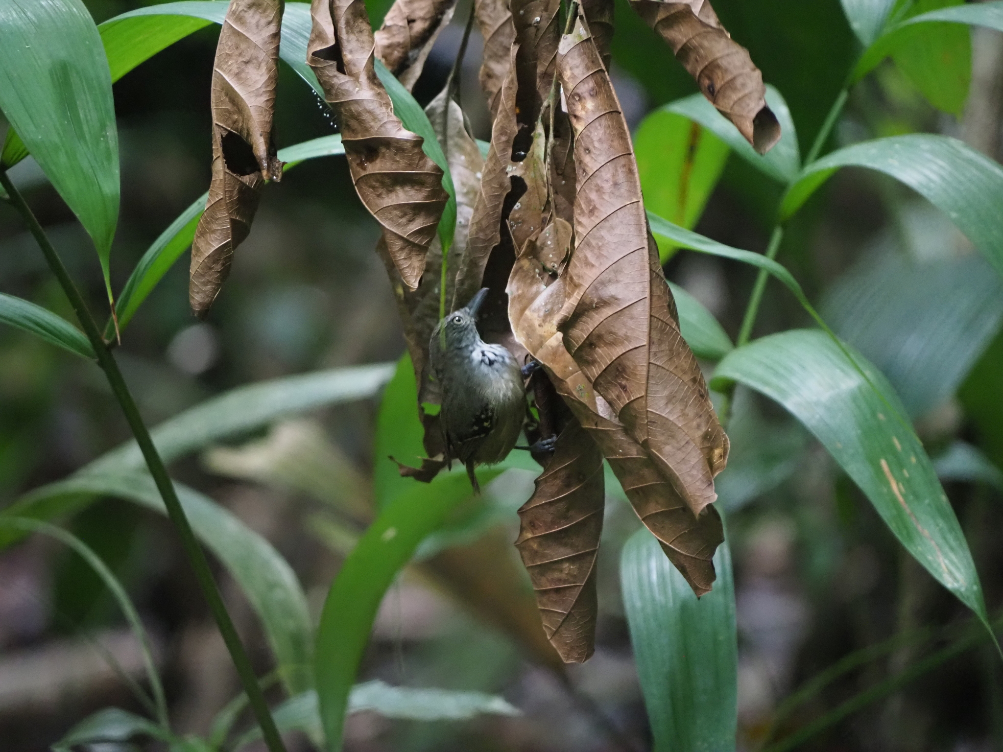 Checker-throated Stipplethroat (Epinecrophylla fulviventris), photo 1
